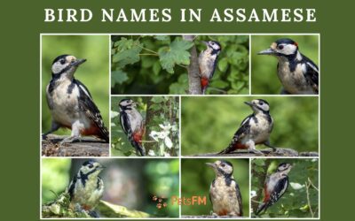 100+ Bird Names In Assamese With Translation in English